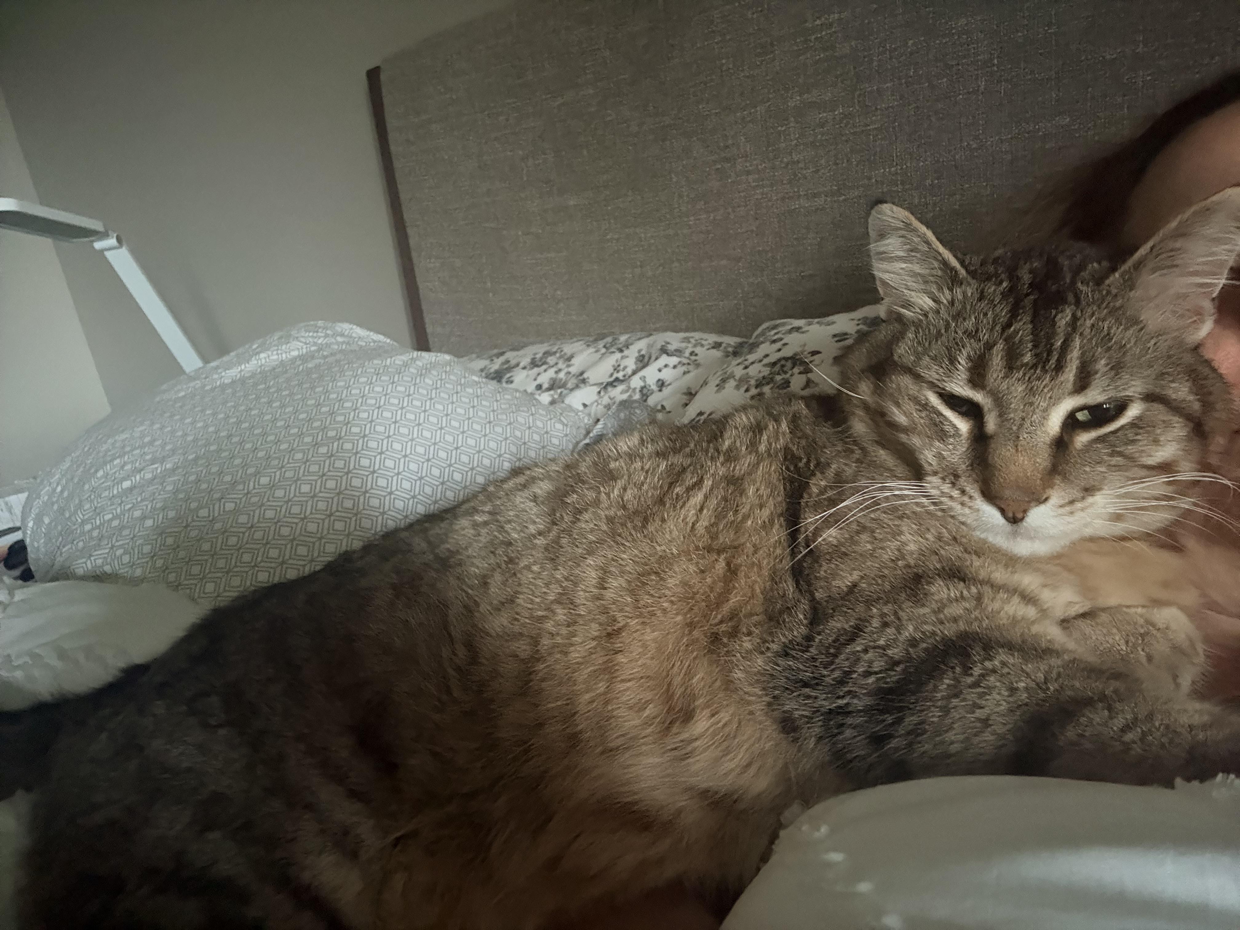 lost cat named Johnny Angel